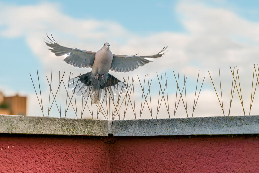 Bird Pest