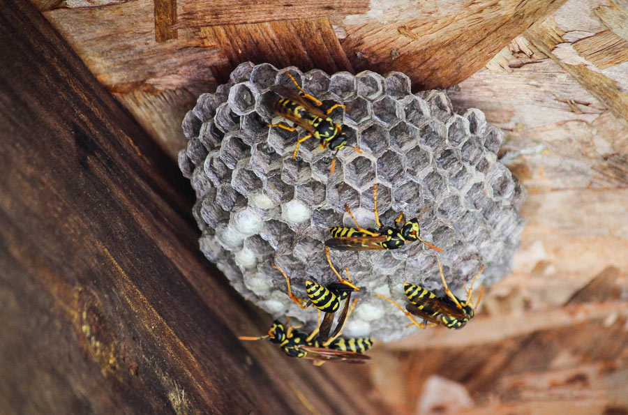 Wasp Nest