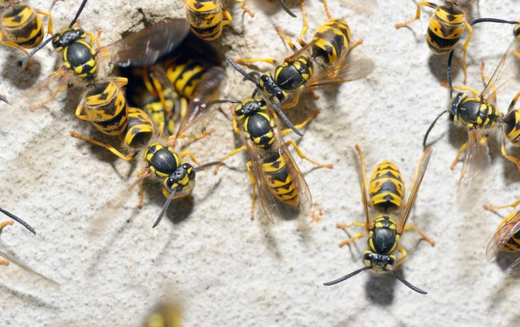 wasps-group